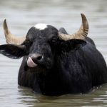 تقرير مصور…تربية الجواميس في الأهواز - صورة 4