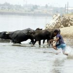 تقرير مصور…تربية الجواميس في الأهواز - صورة 2