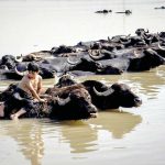 تقرير مصور…تربية الجواميس في الأهواز - صورة 6