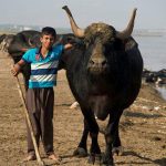 تقرير مصور…تربية الجواميس في الأهواز - صورة 5