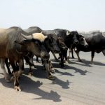 تقرير مصور…تربية الجواميس في الأهواز - صورة 1