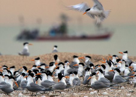خورموسى.. ملاذ الطيور المهاجرة في قلب خوزستان+صور