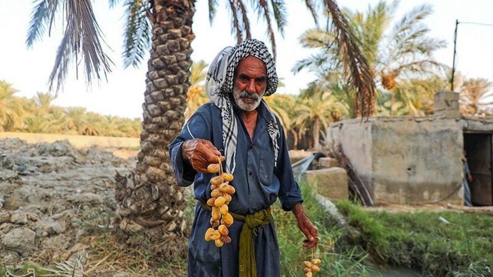 الذهب الأحمر يزين نخيل آبادان.. انطلاق موسم حصاد التمور بـ 150 ألف طن