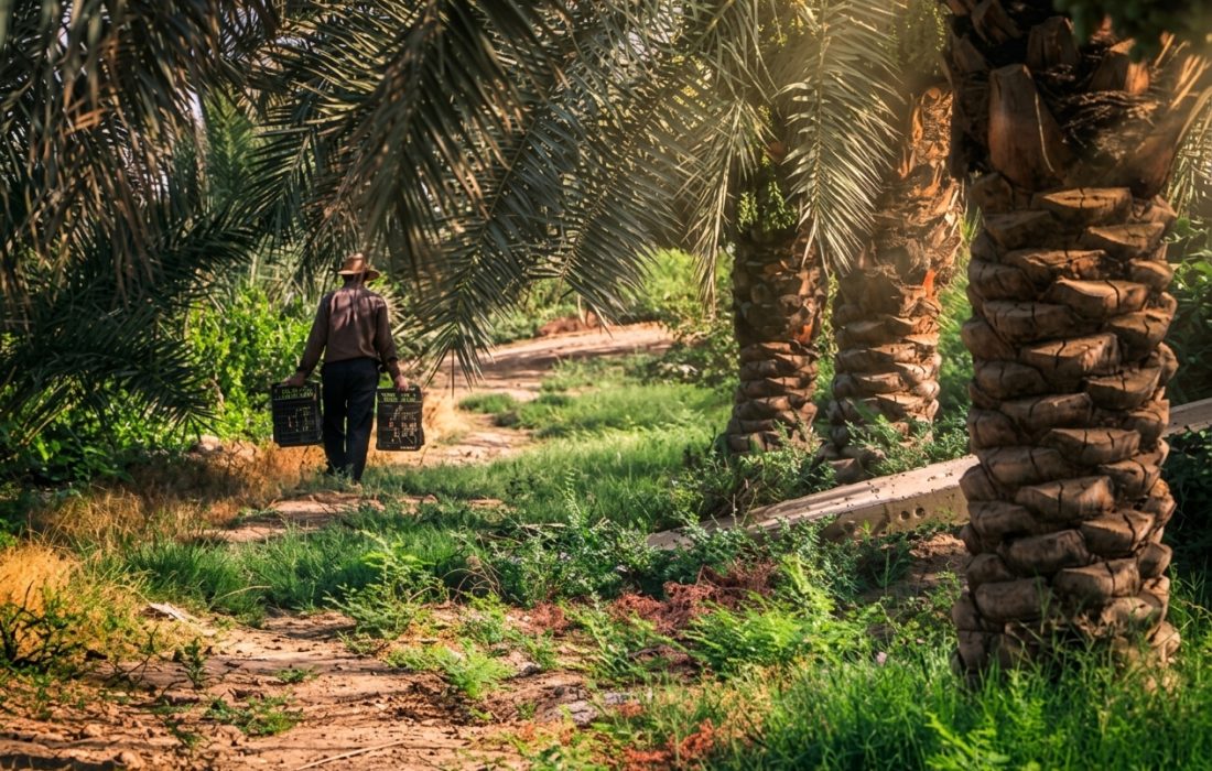 نخيل آبادان تسعى لاستعادة مكانتها كقطب لإنتاج التمور بـ 150 ألف طن سنوياً