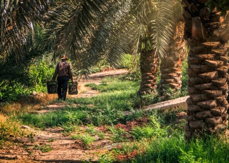 نخيل آبادان تسعى لاستعادة مكانتها كقطب لإنتاج التمور بـ 150 ألف طن سنوياً