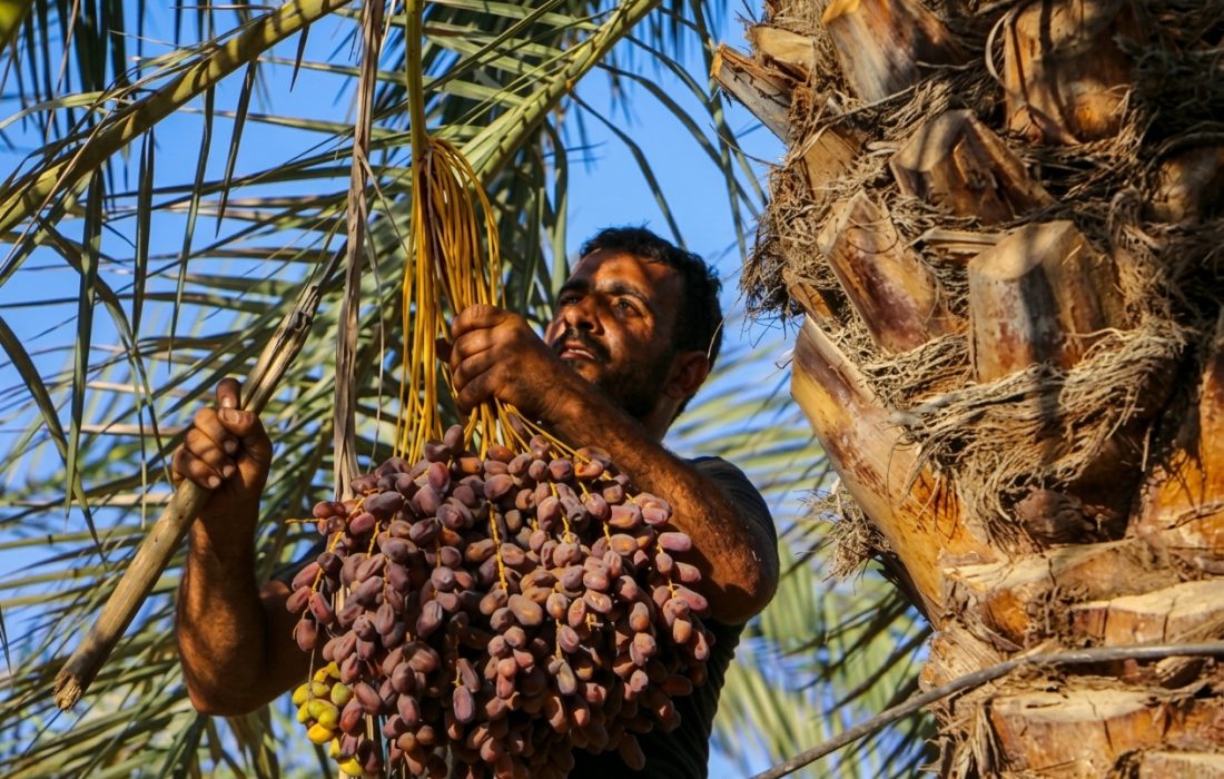 مهرجان التمور في شادگان.. فرصة لتعزيز السياحة والاقتصاد في خوزستان