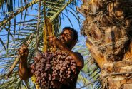 مهرجان التمور في شادگان.. فرصة لتعزيز السياحة والاقتصاد في خوزستان