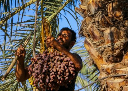 مهرجان التمور في شادگان.. فرصة لتعزيز السياحة والاقتصاد في خوزستان