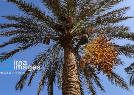 مهرجان النخيل والتمور في كارون.. احتفاء بمليون نخلة وتراث “ماي لگاح” +فيديو